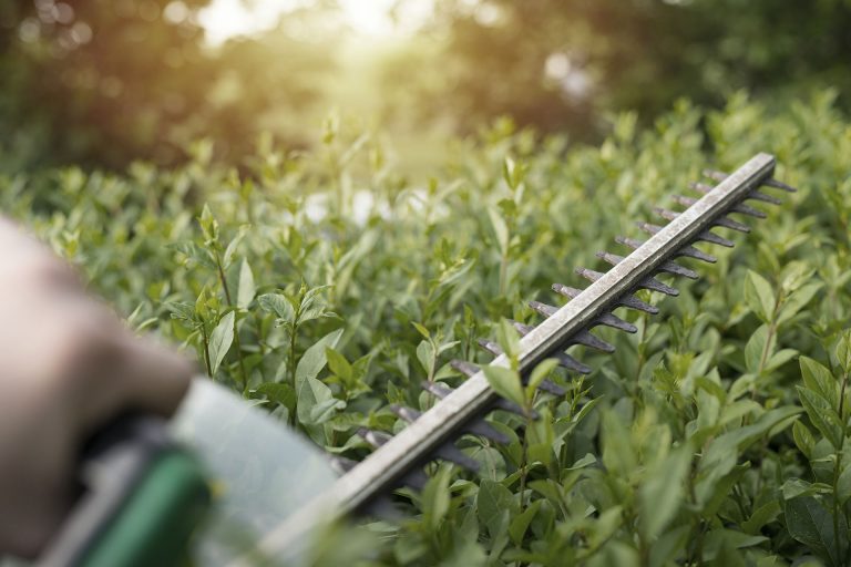 Thorburn Landscapes Your Expert and Local Gardener